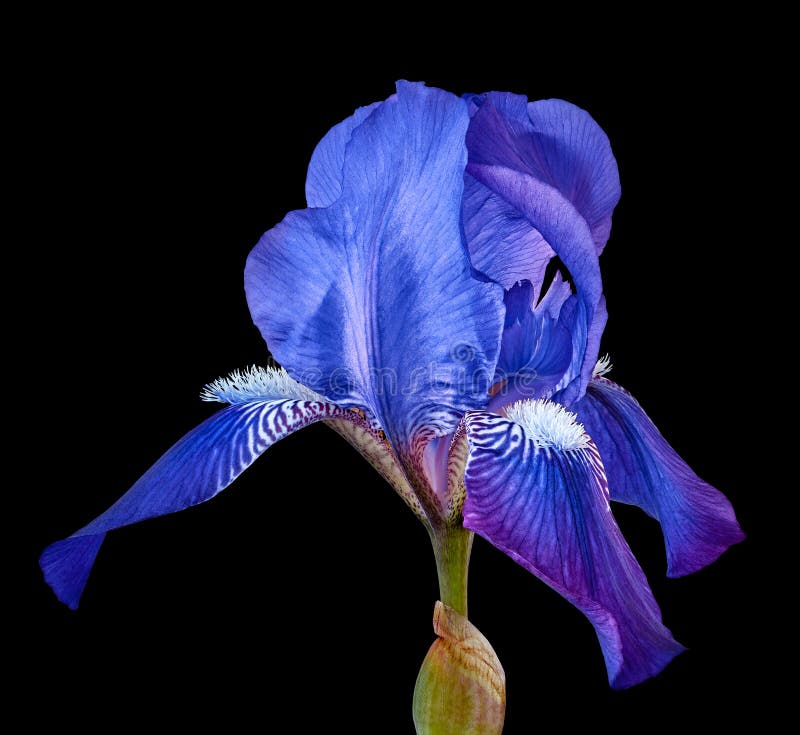 Blue iris flower isolated on a black background. Close-up.