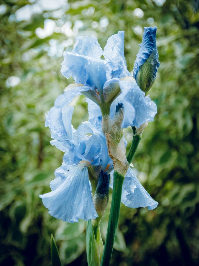Blue Iris Flower in the Morning Dew. the Botanic Gardens Green