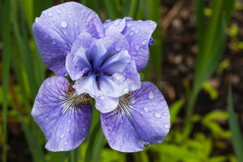 Blue Iris Flower stock photo. Image of beautiful, leaf 17058256