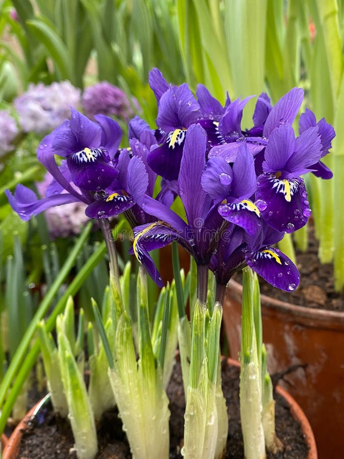 652 Iris Pot Photos Free & RoyaltyFree Stock Photos from Dreamstime