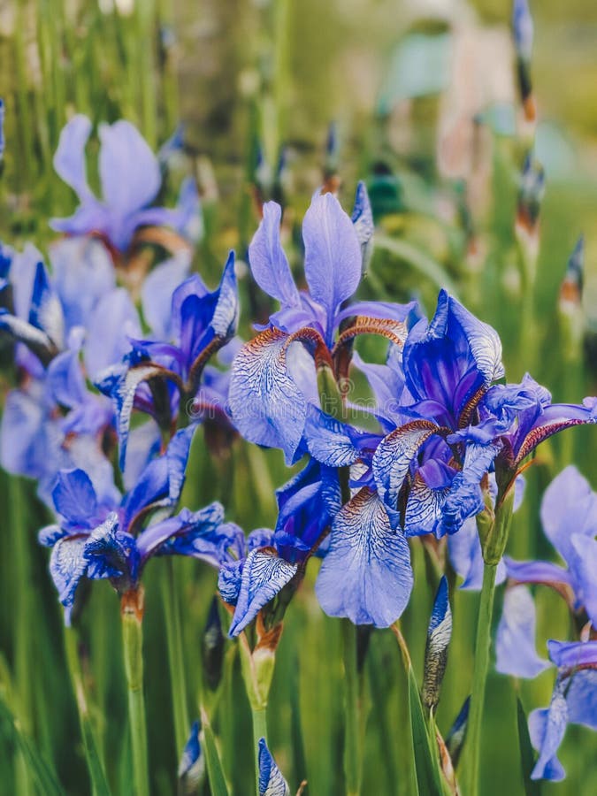 Blue iris flowers stock photo. Image of brown, wildflower - 249099244