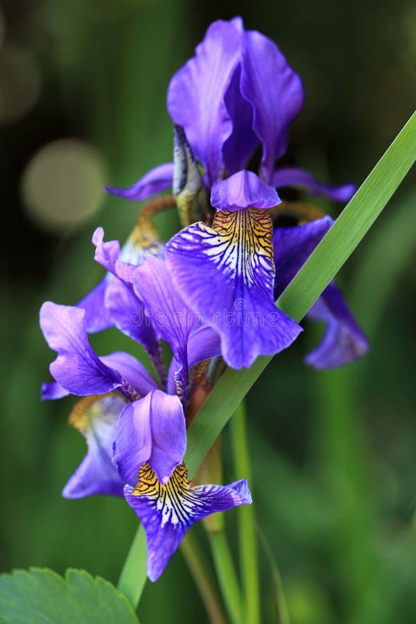 Blue Iris Flowers in the Garden Stock Photo Image of blooming, spring