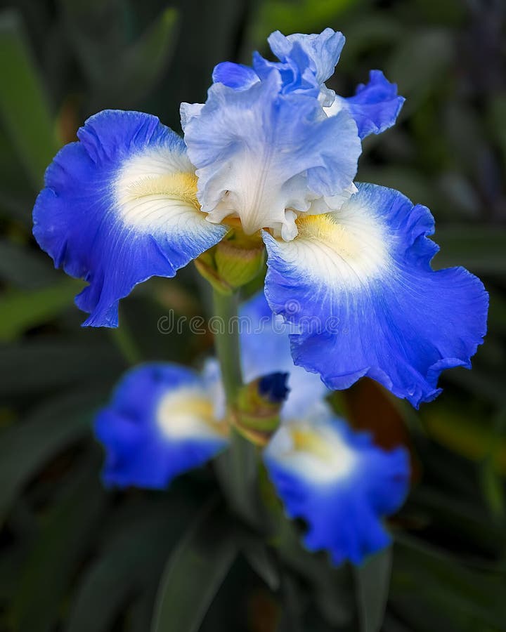 Blue Iris No. 2 stock image. Image of garden, gardening 84134529