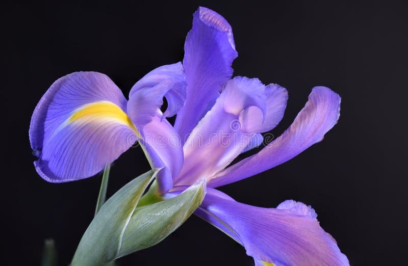 Blue Iris Versicolor close up Detail. 