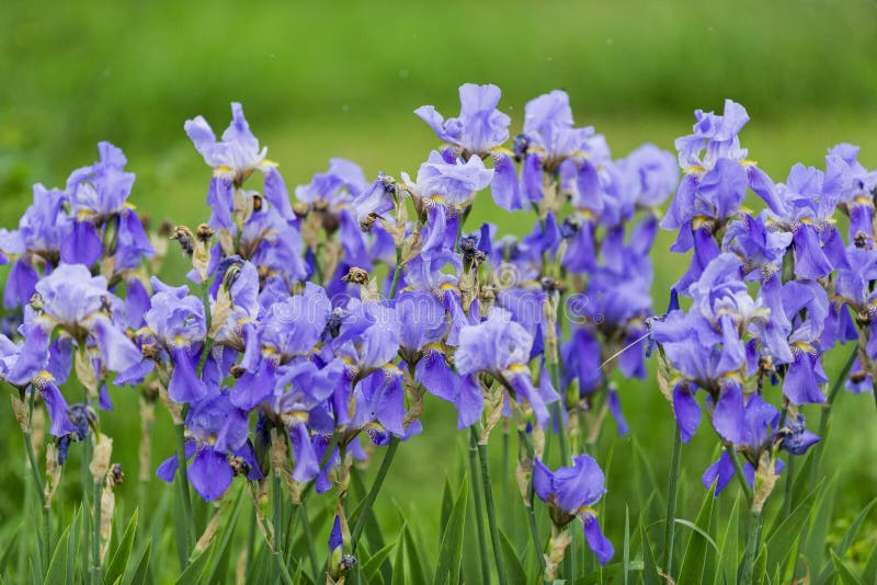 Blue Irises among Green Field Stock Photo - Image of flora, leaf: 151146972