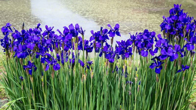 Azul flores floreciente en la primavera jardín.