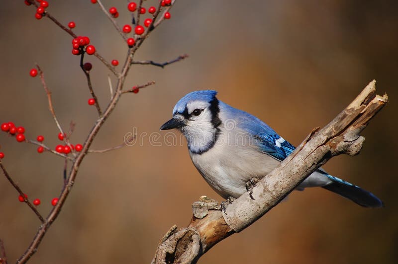 Blue Jay 1