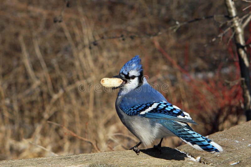 Bluejay stock image. Image of branch, feeder, fall, black 12269987