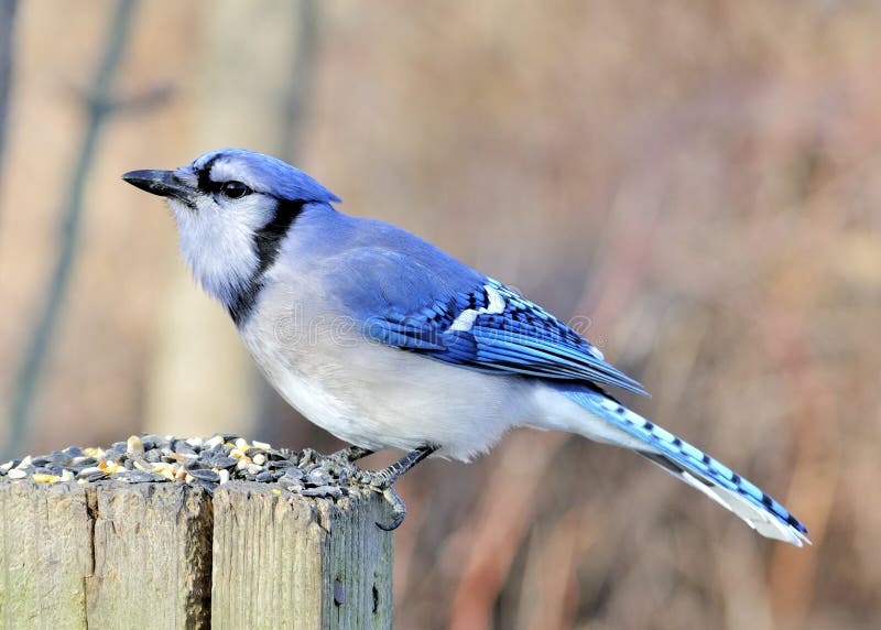 Blue jay stock photo. Image of bird, wildlife, outdoors 13617656