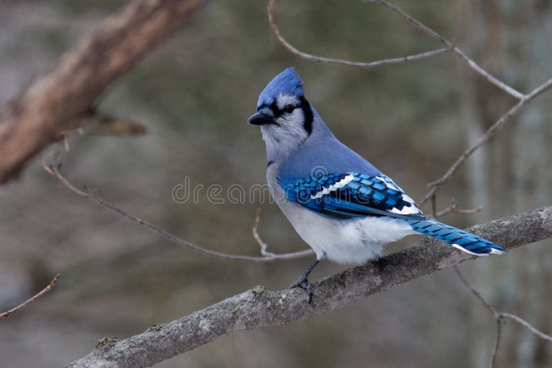 Blue Jay stock image. Image of blue, mirceax, forest 59992299