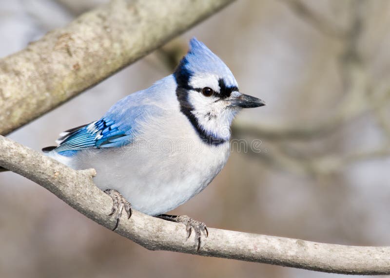 old sail ship stock photo. image of blow, made, boating