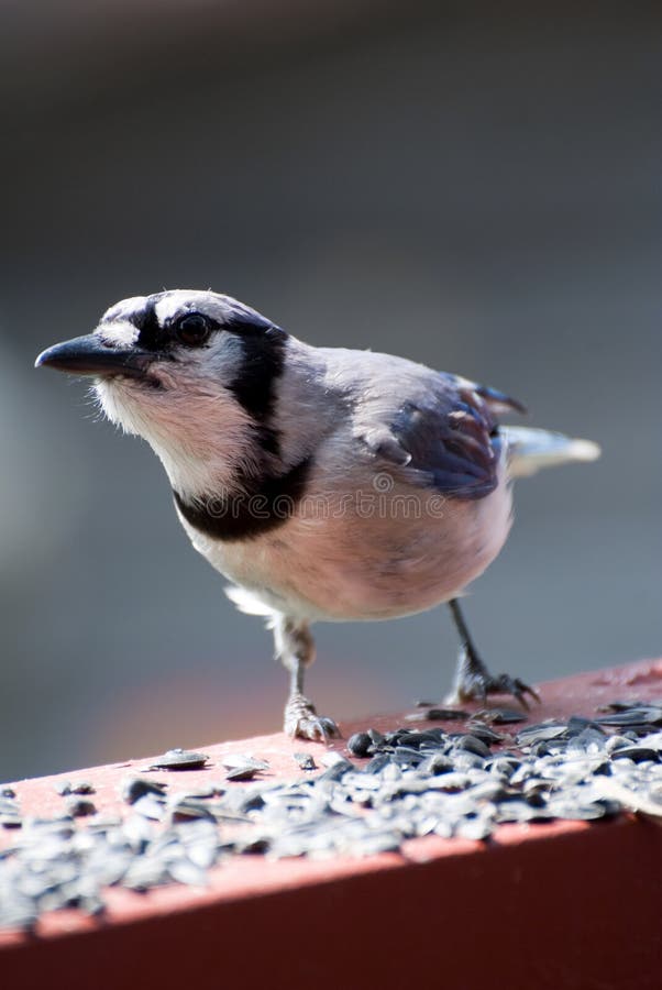 Blue Jay