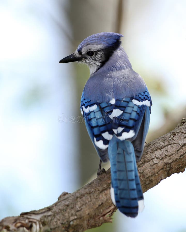 Blue Jay stock photo. Image of cyanocitta, corvidae, america 24781422