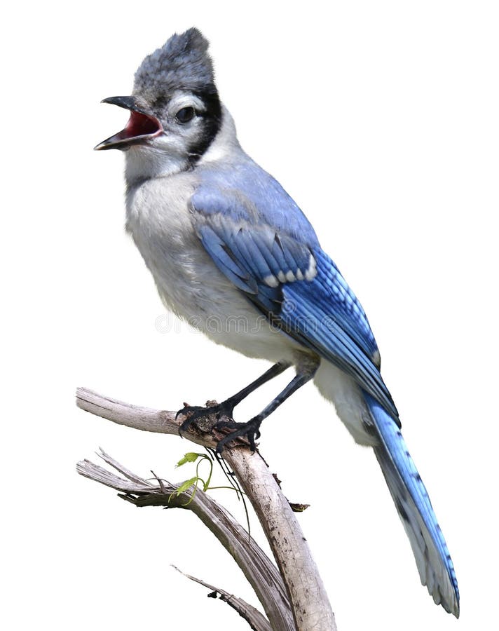 140+ Blue jay Free Stock Photos StockFreeImages