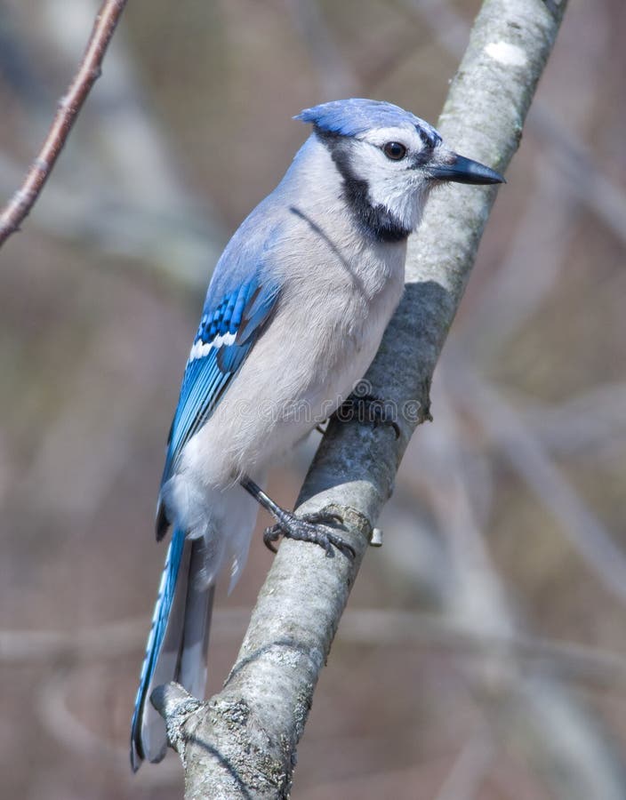 Blue Jay stock photo. Image of bluejay, wildlife, brilliant 7592336