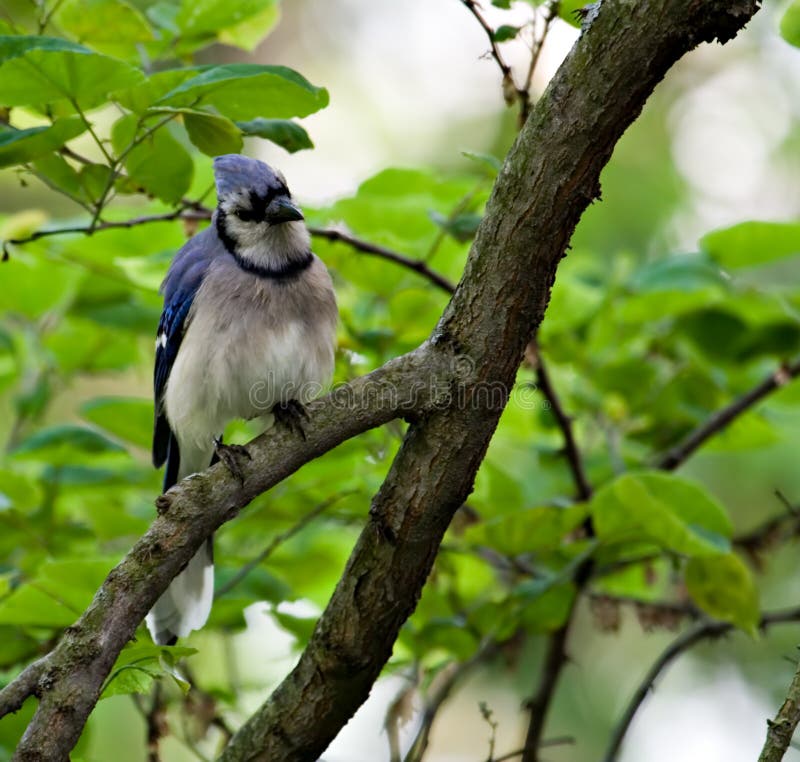 Blue Jay (4)