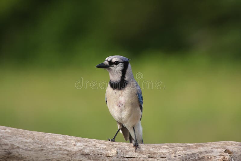 Blue Jay