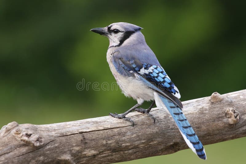 Blue Jay