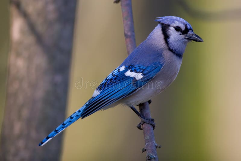 Blue Jay stock image