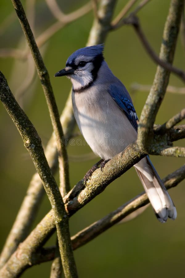 Blue Jay stock photo. Image of feathers, blue, cyanocitta 770238
