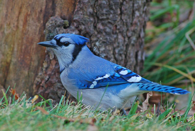 Blue Jay stock photo. Image of bluejay, wildlife, brilliant 7592336