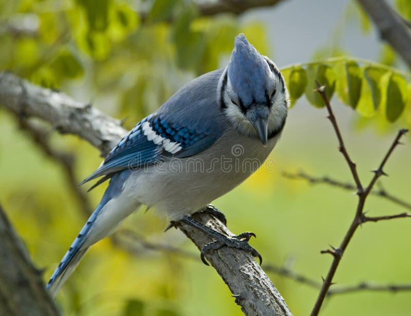 Blue Jay