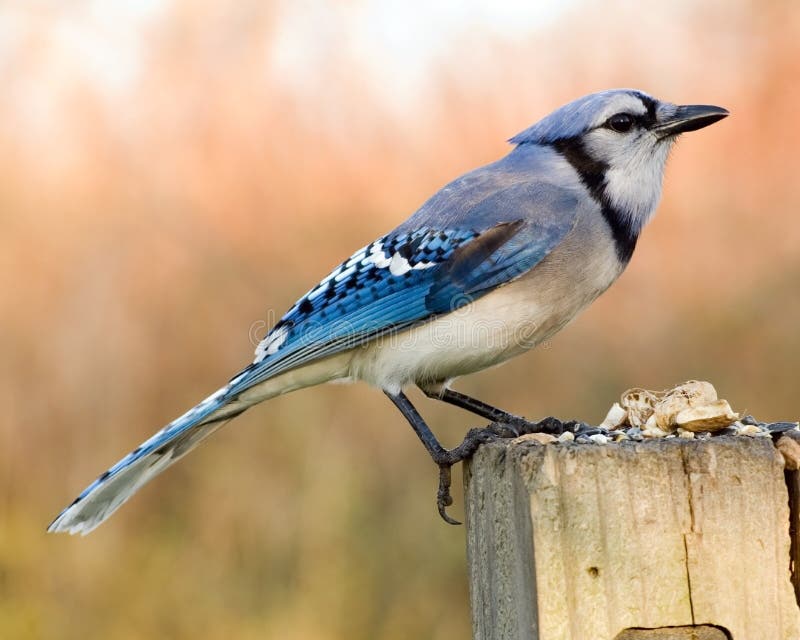 Blue Jay stock photo. Image of bluejay, wildlife, brilliant 7592336