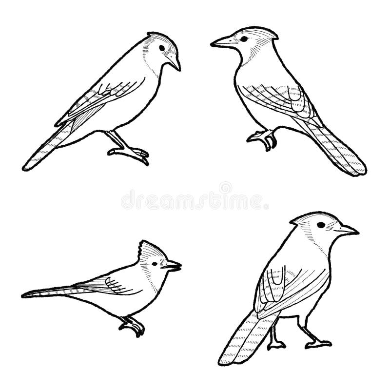 Blue Jay Icon Stock Illustrations 160 Blue Jay Icon Stock Illustrations Vectors Clipart Dreamstime