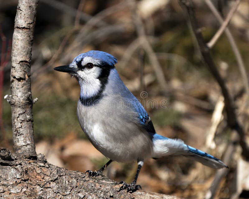 Blue Jay Photo Stock. Close-up profile view, perched with a blur background displaying blue and white feathesr in its environment stock photos