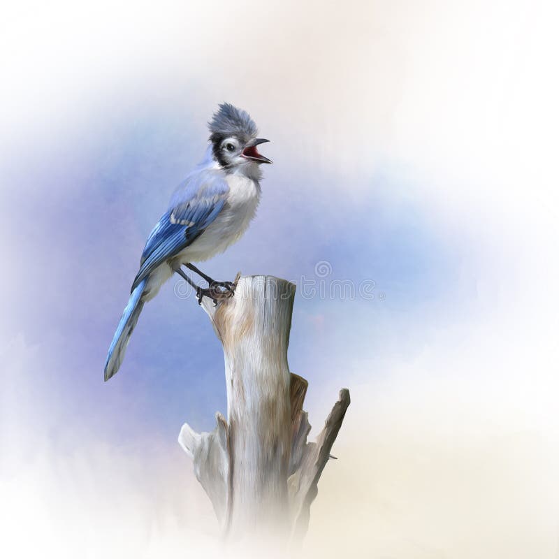 Blue Jay bird perched