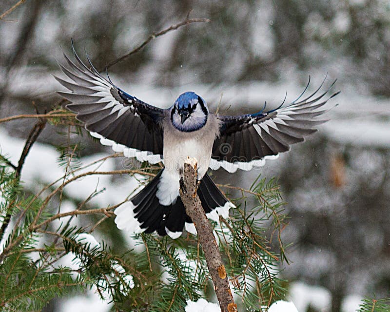 401 Flying Blue Jay Photos Free Royalty Free Stock Photos From Dreamstime 401 Flying Blue Jay Photos Free Royalty Free Stock Photos From Dreamstime