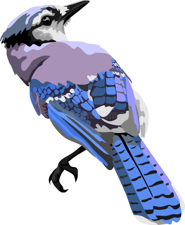 Blue Jay Bird Vector stock illustration. Illustration of beak - 314494840