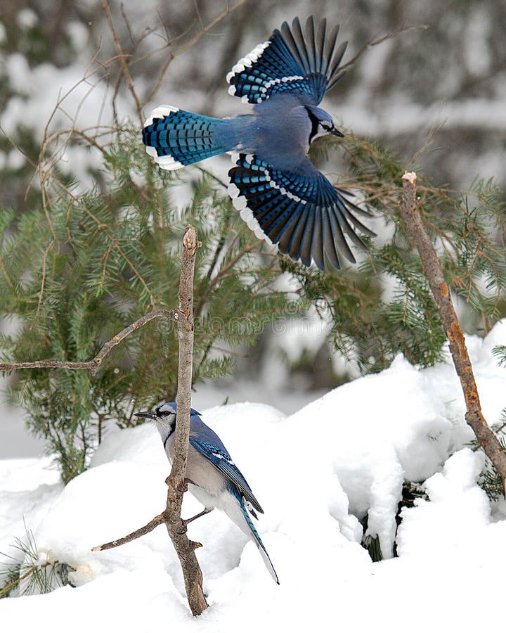 401 Flying Blue Jay Photos Free Royalty Free Stock Photos From Dreamstime 401 Flying Blue Jay Photos Free Royalty Free Stock Photos From Dreamstime