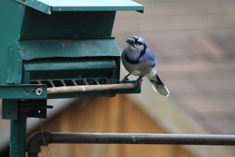 Blue Jay Cyanocitta cristata on Feeder stock photos Blue Jay Cyanocitta cristata on Feeder stock photos