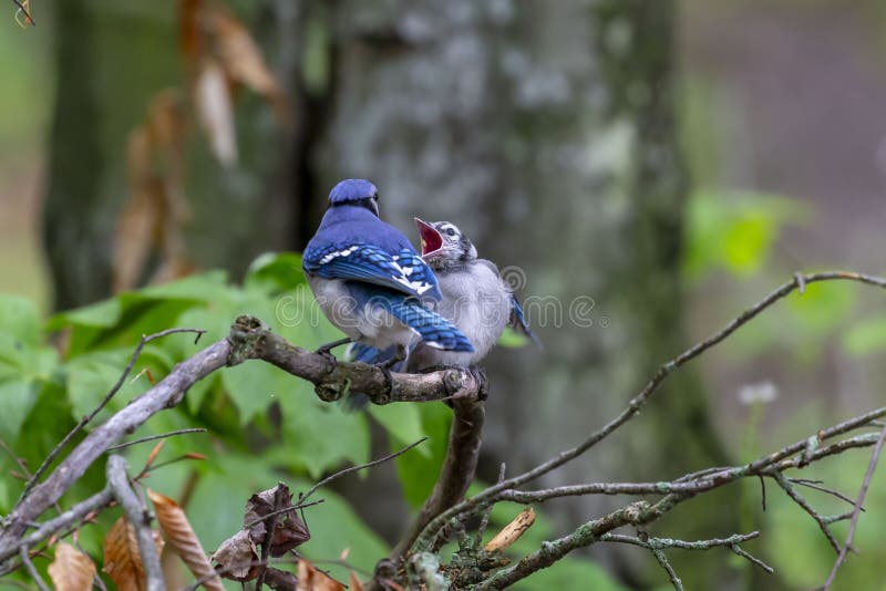 333 Baby Blue Jay Photos Free Royalty Free Stock Photos From Dreamstime 333 Baby Blue Jay Photos Free Royalty Free Stock Photos From Dreamstime