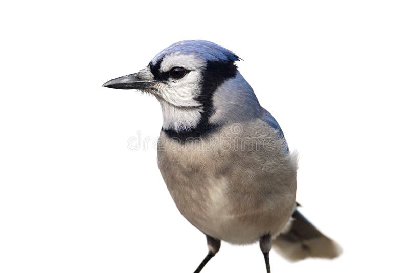 Blue Jay (Cyanocitta cristata) on white