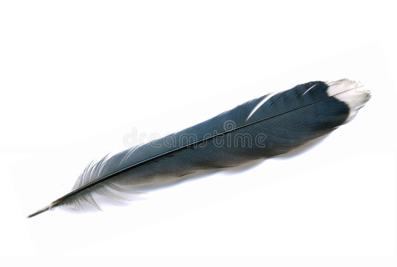 2 818 Blue Jay Feather Photos Free Royalty Free Stock Photos From Dreamstime 2 818 Blue Jay Feather Photos Free Royalty Free Stock Photos From Dreamstime