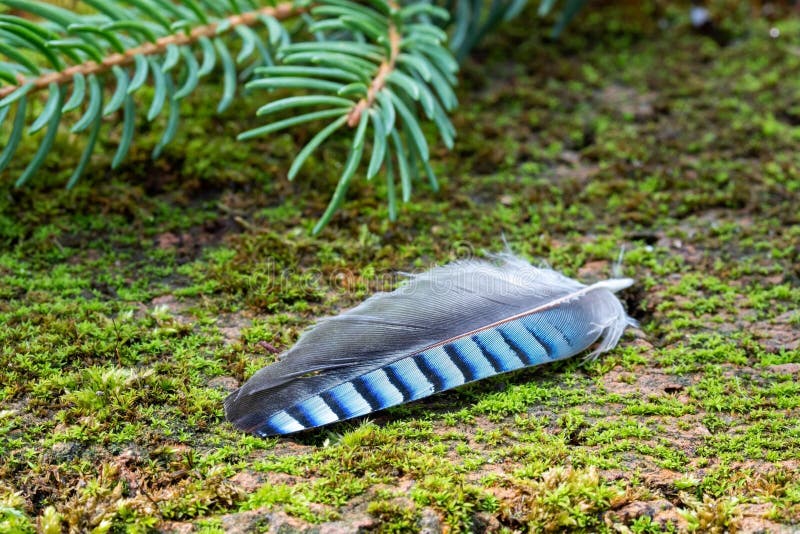 2 842 Blue Jay Feather Photos Free Royalty Free Stock Photos From Dreamstime 2 842 Blue Jay Feather Photos Free Royalty Free Stock Photos From Dreamstime