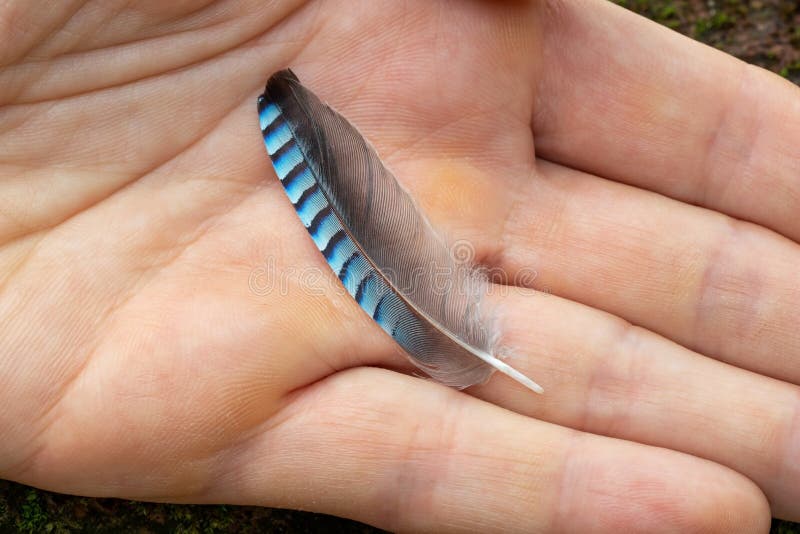 2 2 Blue Jay Feather Photos Free Royalty Free Stock Photos From Dreamstime