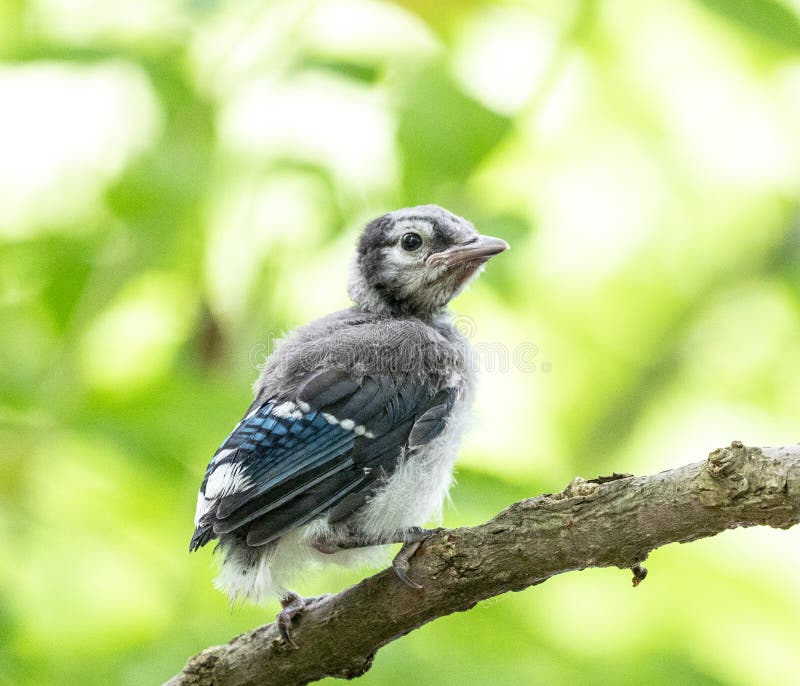 Blue Tit Fledgling And Mother Bird Stock Image Image Of Diet Offer