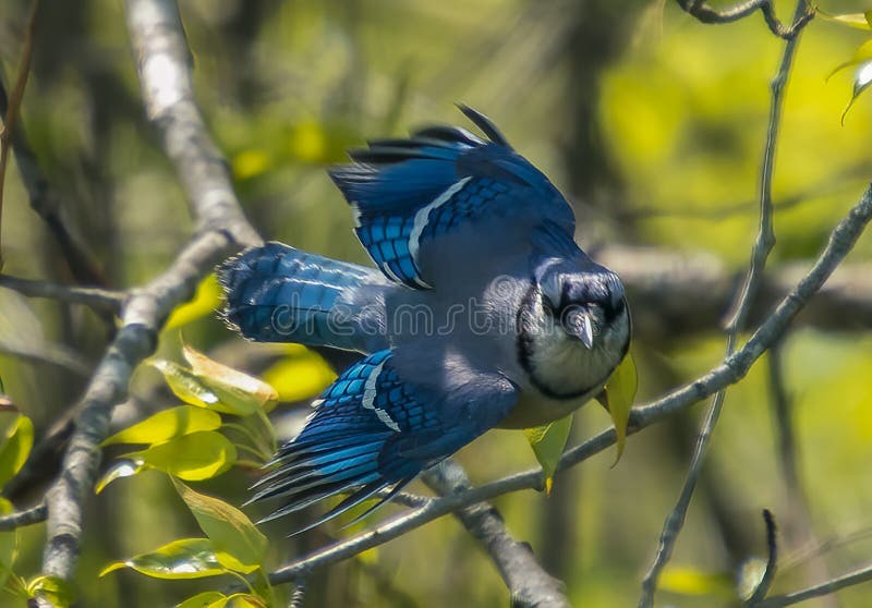 386 Blue Jay Bird Flying Sequence Stock Photos - Free & Royalty-Free ...