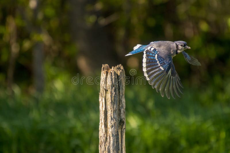 Blue Jay Flying Images – Browse 13,502 Stock Photos, Vectors, and Video