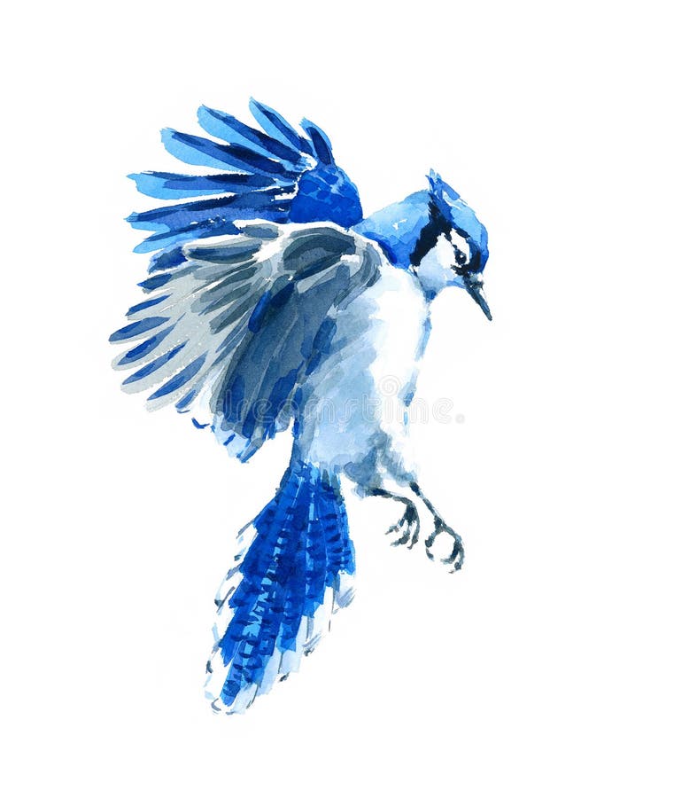 Blue Jay Flying Watercolor Bird Illustration Hand Drawn Stock Illustration Illustration Of Painted Flying