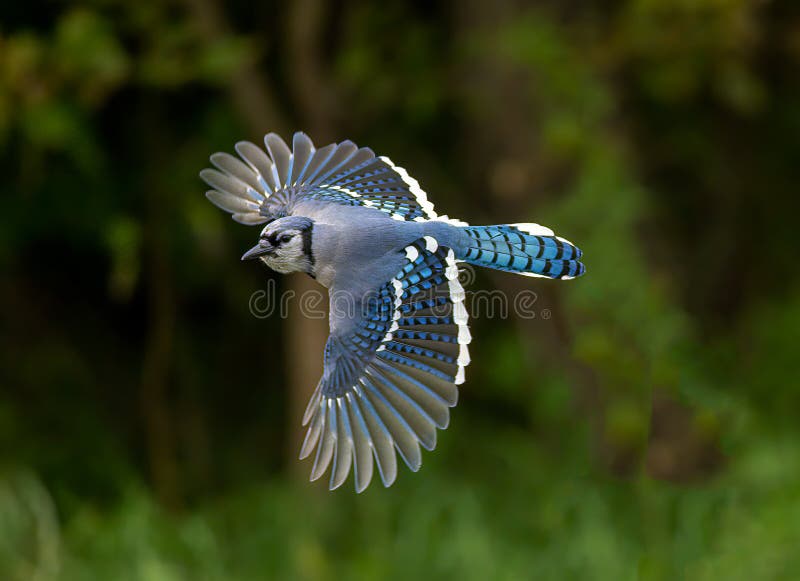 Blue Jay Bird Flying