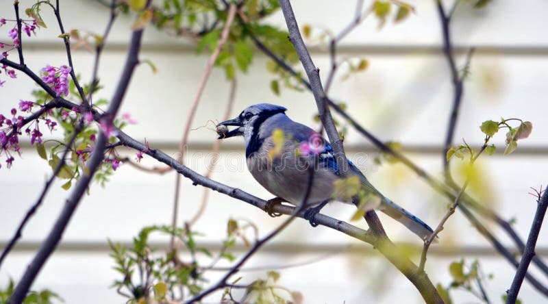 Blue Jay Berry Stock Photos - Free & Royalty-Free Stock Photos from  Dreamstime