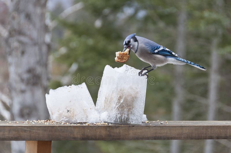 Blue Jay on Ice Lantern Feeders with Bread