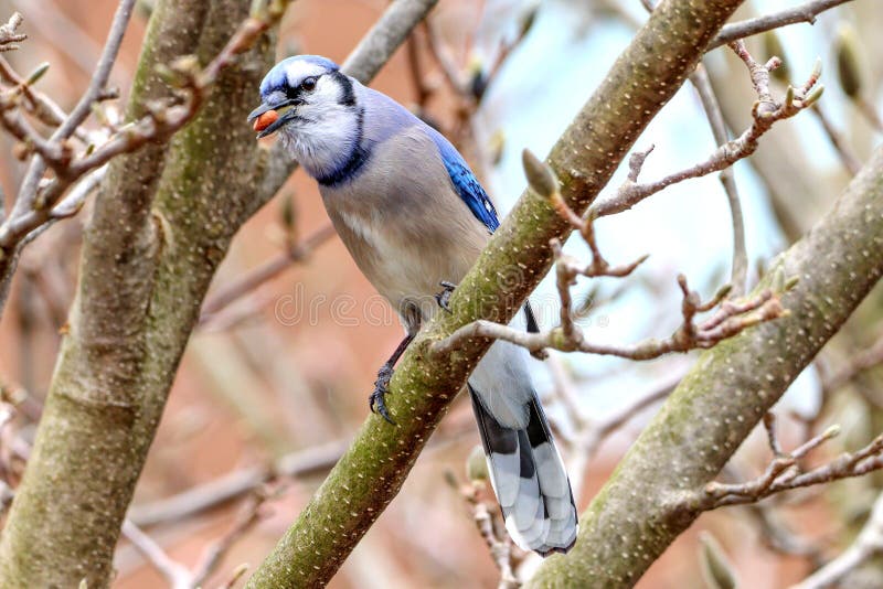 Blue Jay stock photo. Image of peanut, spring, tree - 146247148