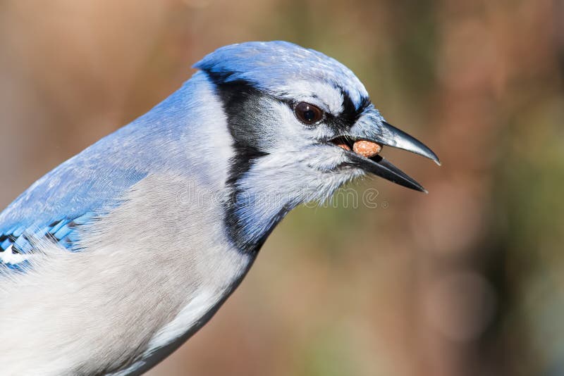 Blue Jay Eating Peanut stock image. Image of peanut 109057795