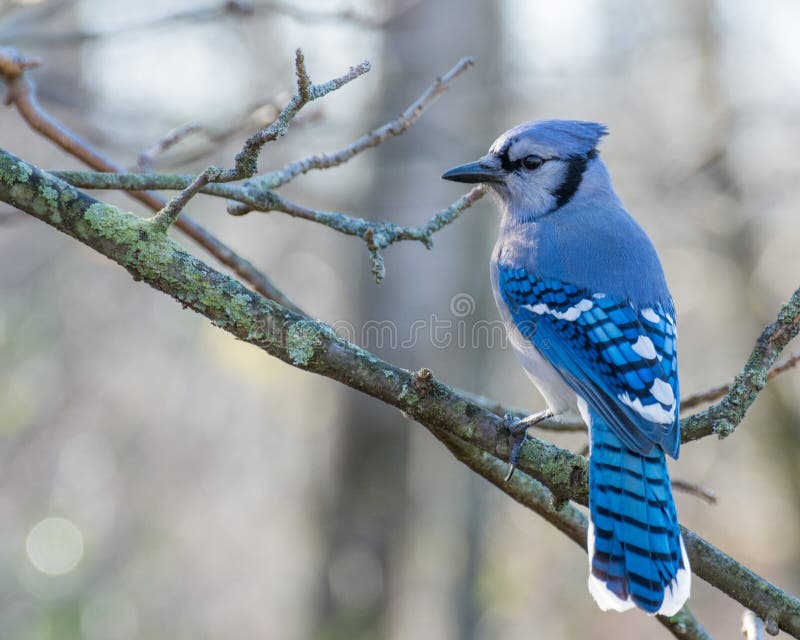 Blue Jay Perched