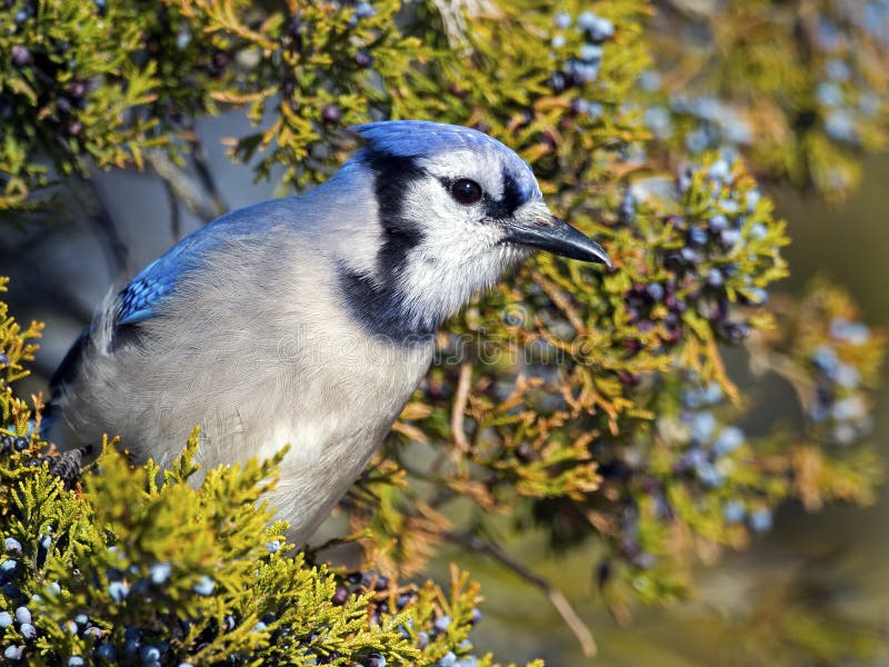 Blue Jay Berry Stock Photos - Free & Royalty-Free Stock Photos from  Dreamstime